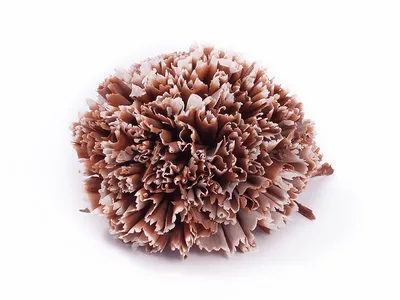 Dark Chocolate D040