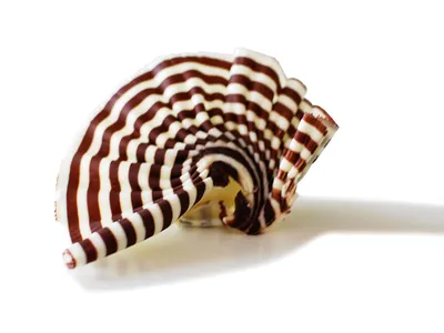 Sô-cô-la Grand-Place Thẻ Đen GPD-045 1kg - 4116150